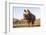 White rhino (Ceratotherium simum) bull at water, Zimanga private game reserve, KwaZulu-Natal-Ann and Steve Toon-Framed Photographic Print