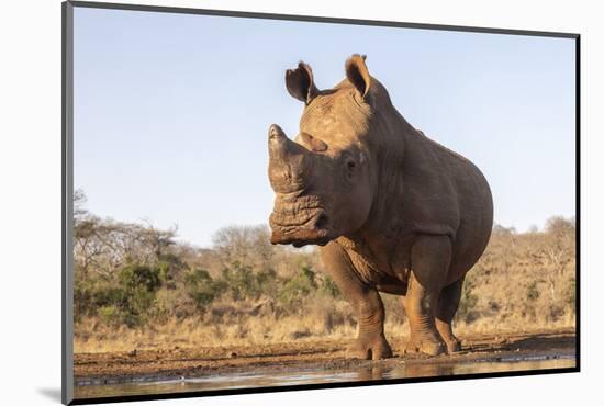 White rhino (Ceratotherium simum) bull at water, Zimanga private game reserve, KwaZulu-Natal-Ann and Steve Toon-Mounted Photographic Print