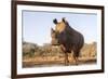 White rhino (Ceratotherium simum) bull at water, Zimanga private game reserve, KwaZulu-Natal-Ann and Steve Toon-Framed Photographic Print