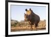 White rhino (Ceratotherium simum) bull at water, Zimanga private game reserve, KwaZulu-Natal-Ann and Steve Toon-Framed Photographic Print