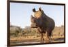 White rhino (Ceratotherium simum) bull at water, Zimanga private game reserve, KwaZulu-Natal-Ann and Steve Toon-Framed Photographic Print