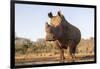 White rhino (Ceratotherium simum) bull at water, Zimanga private game reserve, KwaZulu-Natal-Ann and Steve Toon-Framed Photographic Print