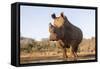 White rhino (Ceratotherium simum) bull at water, Zimanga private game reserve, KwaZulu-Natal-Ann and Steve Toon-Framed Stretched Canvas