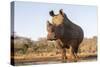 White rhino (Ceratotherium simum) bull at water, Zimanga private game reserve, KwaZulu-Natal-Ann and Steve Toon-Stretched Canvas