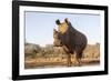 White rhino (Ceratotherium simum) bull at water, Zimanga private game reserve, KwaZulu-Natal-Ann and Steve Toon-Framed Photographic Print