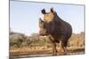 White rhino (Ceratotherium simum) bull at water, Zimanga private game reserve, KwaZulu-Natal-Ann and Steve Toon-Mounted Photographic Print
