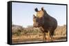 White rhino (Ceratotherium simum) bull at water, Zimanga private game reserve, KwaZulu-Natal-Ann and Steve Toon-Framed Stretched Canvas