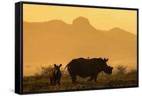 White rhino, Ceratotherium simum, calf and cow, Zimanga private game reserve, KwaZulu-Natal-Ann & Steve Toon-Framed Stretched Canvas