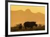 White rhino, Ceratotherium simum, calf and cow, Zimanga private game reserve, KwaZulu-Natal-Ann & Steve Toon-Framed Photographic Print