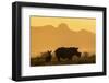 White rhino, Ceratotherium simum, calf and cow, Zimanga private game reserve, KwaZulu-Natal-Ann & Steve Toon-Framed Photographic Print