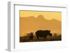 White rhino, Ceratotherium simum, calf and cow, Zimanga private game reserve, KwaZulu-Natal-Ann & Steve Toon-Framed Photographic Print