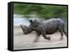 White Rhino (Ceratotherium Simum) Charging, Hlane Royal National Park Game Reserve, Swaziland-Ann & Steve Toon-Framed Stretched Canvas