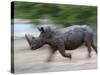 White Rhino (Ceratotherium Simum) Charging, Hlane Royal National Park Game Reserve, Swaziland-Ann & Steve Toon-Stretched Canvas