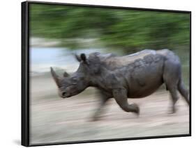 White Rhino (Ceratotherium Simum) Charging, Hlane Royal National Park Game Reserve, Swaziland-Ann & Steve Toon-Framed Photographic Print