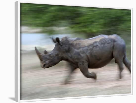 White Rhino (Ceratotherium Simum) Charging, Hlane Royal National Park Game Reserve, Swaziland-Ann & Steve Toon-Framed Photographic Print