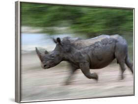 White Rhino (Ceratotherium Simum) Charging, Hlane Royal National Park Game Reserve, Swaziland-Ann & Steve Toon-Framed Photographic Print