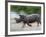 White Rhino (Ceratotherium Simum) Charging, Hlane Royal National Park Game Reserve, Swaziland-Ann & Steve Toon-Framed Photographic Print