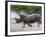 White Rhino (Ceratotherium Simum) Charging, Hlane Royal National Park Game Reserve, Swaziland-Ann & Steve Toon-Framed Photographic Print