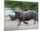 White Rhino (Ceratotherium Simum) Charging, Hlane Royal National Park Game Reserve, Swaziland-Ann & Steve Toon-Mounted Photographic Print