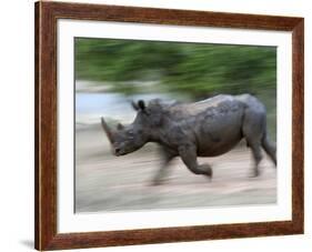 White Rhino (Ceratotherium Simum) Charging, Hlane Royal National Park Game Reserve, Swaziland-Ann & Steve Toon-Framed Photographic Print