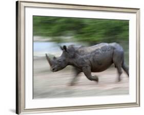 White Rhino (Ceratotherium Simum) Charging, Hlane Royal National Park Game Reserve, Swaziland-Ann & Steve Toon-Framed Photographic Print