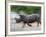 White Rhino (Ceratotherium Simum) Charging, Hlane Royal National Park Game Reserve, Swaziland-Ann & Steve Toon-Framed Photographic Print