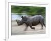 White Rhino (Ceratotherium Simum) Charging, Hlane Royal National Park Game Reserve, Swaziland-Ann & Steve Toon-Framed Photographic Print