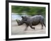 White Rhino (Ceratotherium Simum) Charging, Hlane Royal National Park Game Reserve, Swaziland-Ann & Steve Toon-Framed Photographic Print