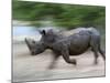 White Rhino (Ceratotherium Simum) Charging, Hlane Royal National Park Game Reserve, Swaziland-Ann & Steve Toon-Mounted Photographic Print