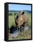 White Rhino (Ceratotherium Simum) Cooling Off, Itala Game Reserve, South Africa, Africa-Steve & Ann Toon-Framed Stretched Canvas