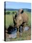 White Rhino (Ceratotherium Simum) Cooling Off, Itala Game Reserve, South Africa, Africa-Steve & Ann Toon-Stretched Canvas