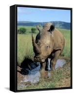 White Rhino (Ceratotherium Simum) Cooling Off, Itala Game Reserve, South Africa, Africa-Steve & Ann Toon-Framed Stretched Canvas