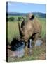White Rhino (Ceratotherium Simum) Cooling Off, Itala Game Reserve, South Africa, Africa-Steve & Ann Toon-Stretched Canvas