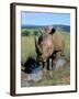 White Rhino (Ceratotherium Simum) Cooling Off, Itala Game Reserve, South Africa, Africa-Steve & Ann Toon-Framed Photographic Print