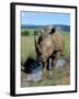 White Rhino (Ceratotherium Simum) Cooling Off, Itala Game Reserve, South Africa, Africa-Steve & Ann Toon-Framed Photographic Print