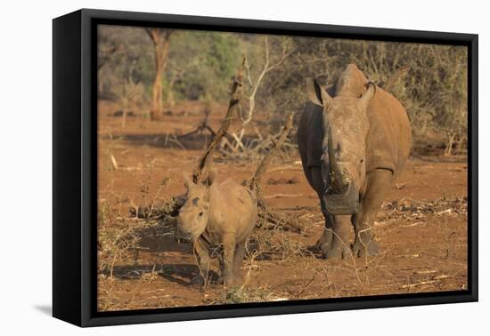 White rhino (Ceratotherium simum) cow with calf, Zimanga private game reserve, KwaZulu-Natal, South-Ann and Steve Toon-Framed Stretched Canvas