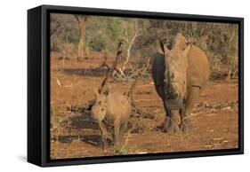 White rhino (Ceratotherium simum) cow with calf, Zimanga private game reserve, KwaZulu-Natal, South-Ann and Steve Toon-Framed Stretched Canvas