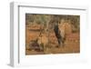 White rhino (Ceratotherium simum) cow with calf, Zimanga private game reserve, KwaZulu-Natal, South-Ann and Steve Toon-Framed Photographic Print
