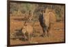 White rhino (Ceratotherium simum) cow with calf, Zimanga private game reserve, KwaZulu-Natal, South-Ann and Steve Toon-Framed Photographic Print