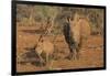 White rhino (Ceratotherium simum) cow with calf, Zimanga private game reserve, KwaZulu-Natal, South-Ann and Steve Toon-Framed Photographic Print