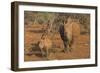 White rhino (Ceratotherium simum) cow with calf, Zimanga private game reserve, KwaZulu-Natal, South-Ann and Steve Toon-Framed Photographic Print