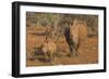 White rhino (Ceratotherium simum) cow with calf, Zimanga private game reserve, KwaZulu-Natal, South-Ann and Steve Toon-Framed Photographic Print