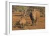 White rhino (Ceratotherium simum) cow with calf, Zimanga private game reserve, KwaZulu-Natal, South-Ann and Steve Toon-Framed Photographic Print