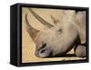White Rhino (Ceratotherium Simum), Hluhluwe Game Reserve, Kwazulu Natal, South Africa, Africa-Steve & Ann Toon-Framed Stretched Canvas