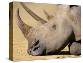 White Rhino (Ceratotherium Simum), Hluhluwe Game Reserve, Kwazulu Natal, South Africa, Africa-Steve & Ann Toon-Stretched Canvas