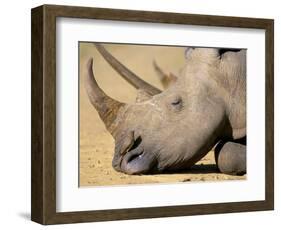 White Rhino (Ceratotherium Simum), Hluhluwe Game Reserve, Kwazulu Natal, South Africa, Africa-Steve & Ann Toon-Framed Photographic Print