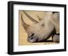 White Rhino (Ceratotherium Simum), Hluhluwe Game Reserve, Kwazulu Natal, South Africa, Africa-Steve & Ann Toon-Framed Photographic Print