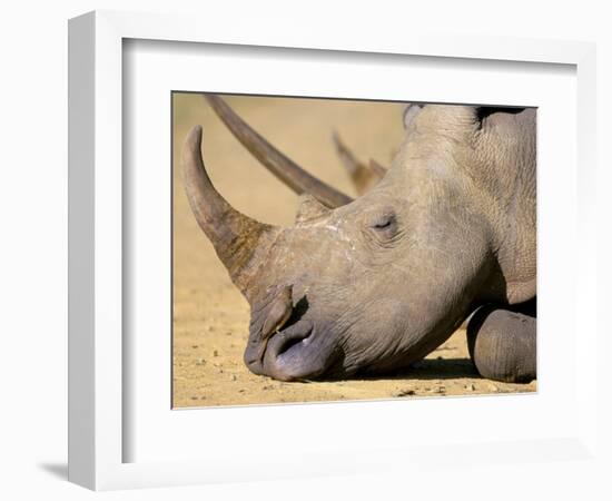 White Rhino (Ceratotherium Simum), Hluhluwe Game Reserve, Kwazulu Natal, South Africa, Africa-Steve & Ann Toon-Framed Photographic Print