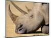 White Rhino (Ceratotherium Simum), Hluhluwe Game Reserve, Kwazulu Natal, South Africa, Africa-Steve & Ann Toon-Mounted Photographic Print