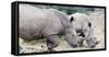 White rhino (Ceratotherium simum), Hluhluwe-Imfolozi Park, Kwazulu-Natal, South Africa, Africa-Christian Kober-Framed Stretched Canvas